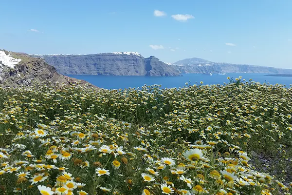 Santorini Vip Tours